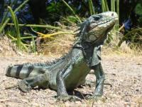 iguane29