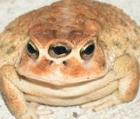 StoneToad